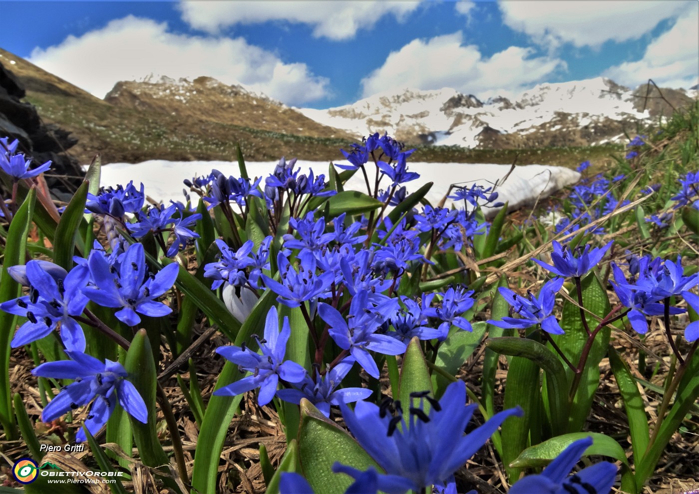 84 Bellissimi fiori di Scilla bifolia sul bel dosso panoramico fiorito salito anche la mattina .JPG